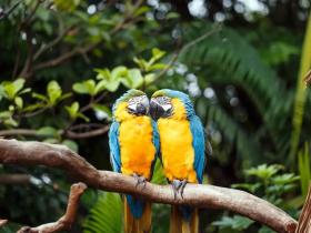 刘韫龄讲红鸾天喜基础取象