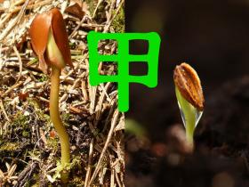 甲的取象以及甲干廉贞化禄、破军化权